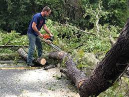 Trusted Wayne, OH Tree Services Experts