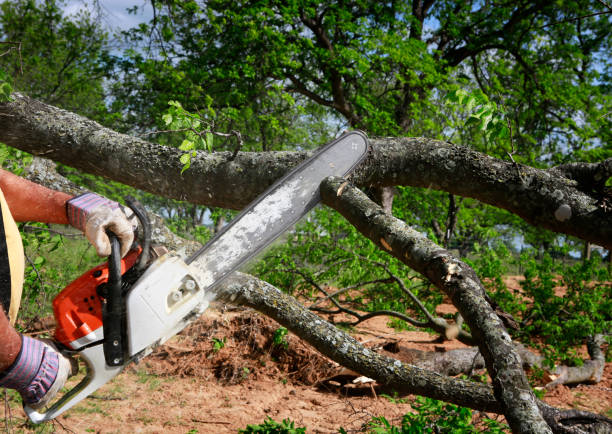 How Our Tree Care Process Works  in  Wayne, OH